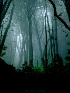 une forêt dans mon roman